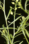 Common pepperweed